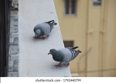 What do pigeons hate the most?