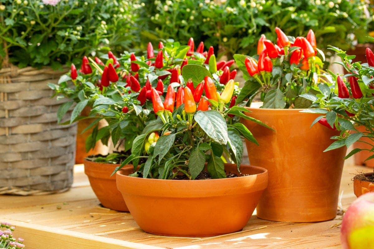 Do bell peppers need a deep pot?